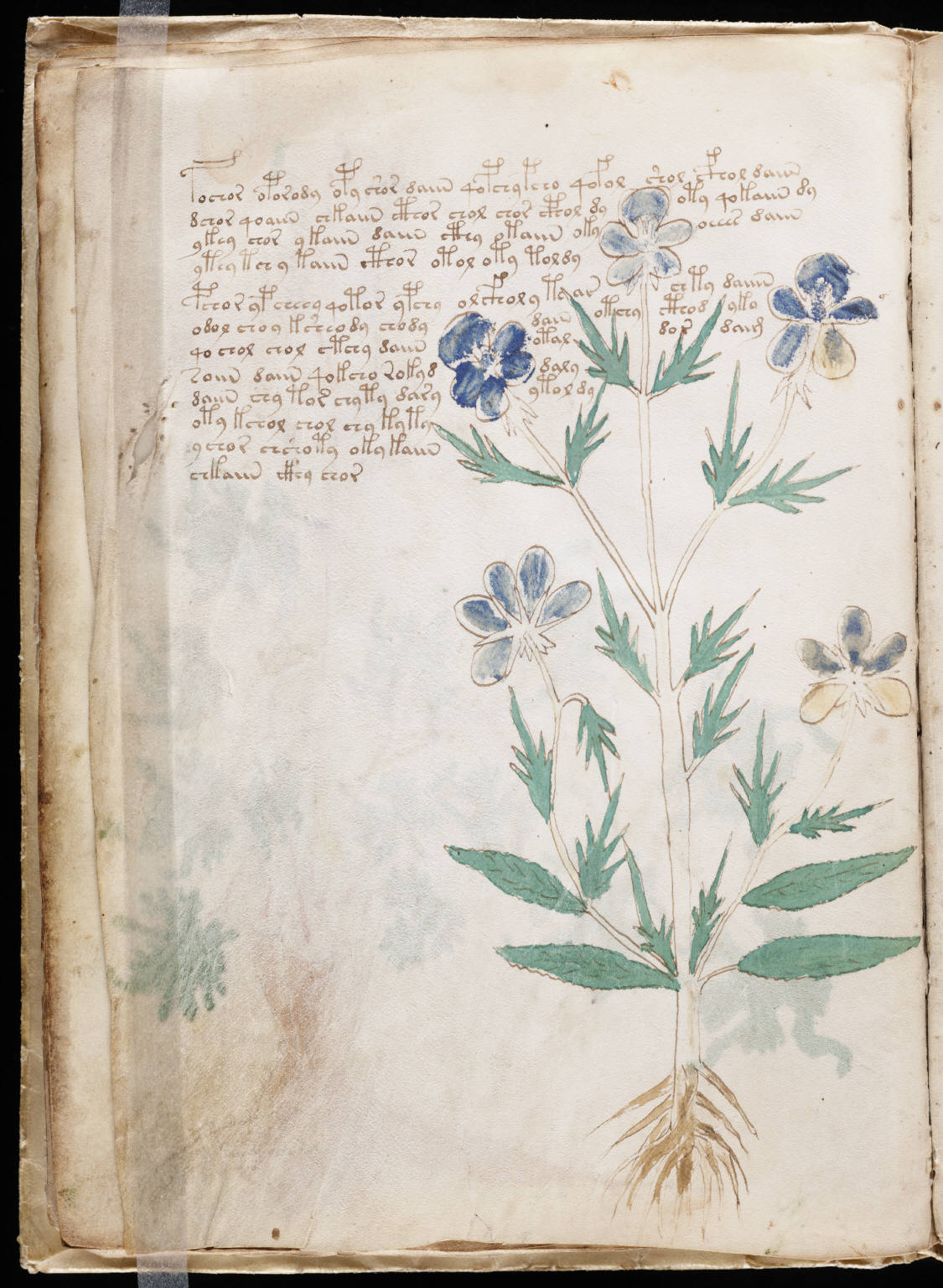 A folio of the Voynich manuscript (Beinecke MS 408): an unidentified blue-flowered plant beside columns of looping, unread script.